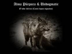 Alma Púrpura : O Lobo​-Ibérico (Canis Lupus Signatus)